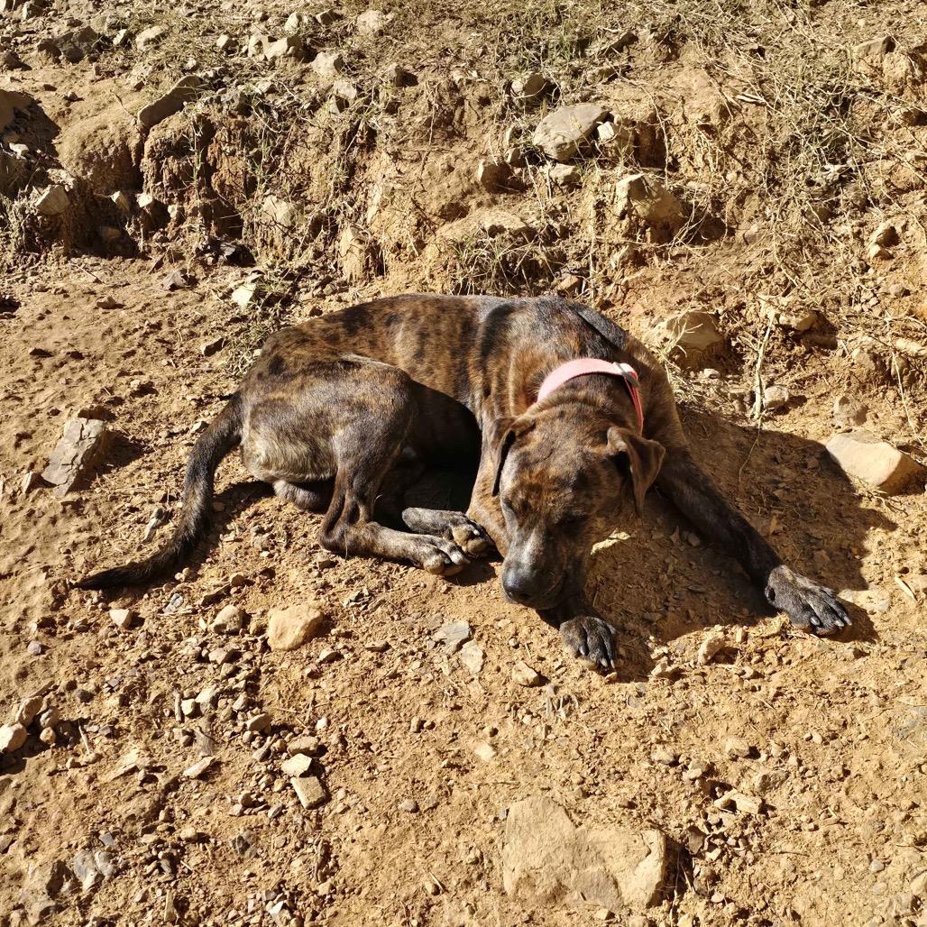 Wally (Wally Walnut), Adoptable, Young Male Hound & Mixed Breed.