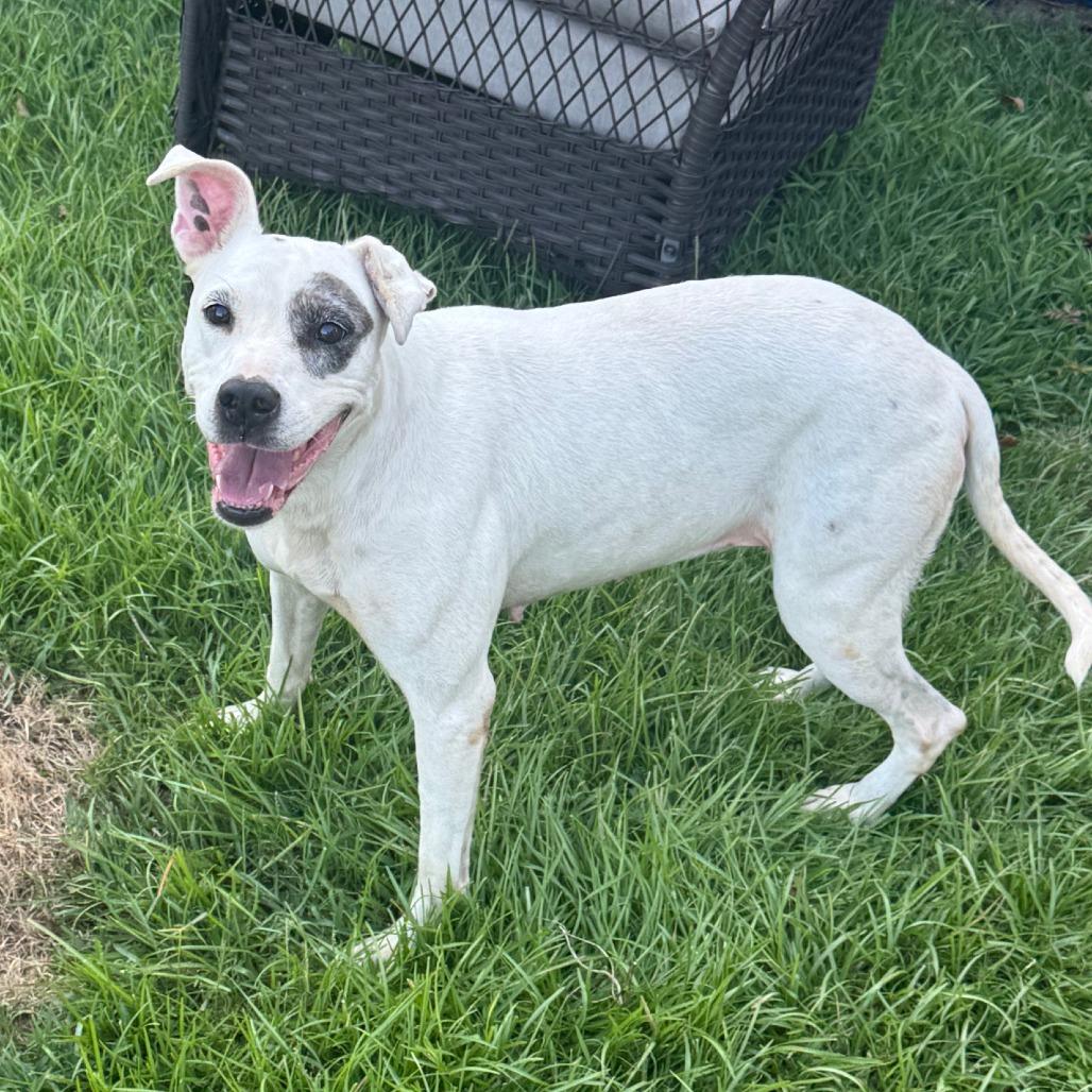 Enlarge Snow, a Adoptable Mixed Breed in Columbus, GA image 1/3