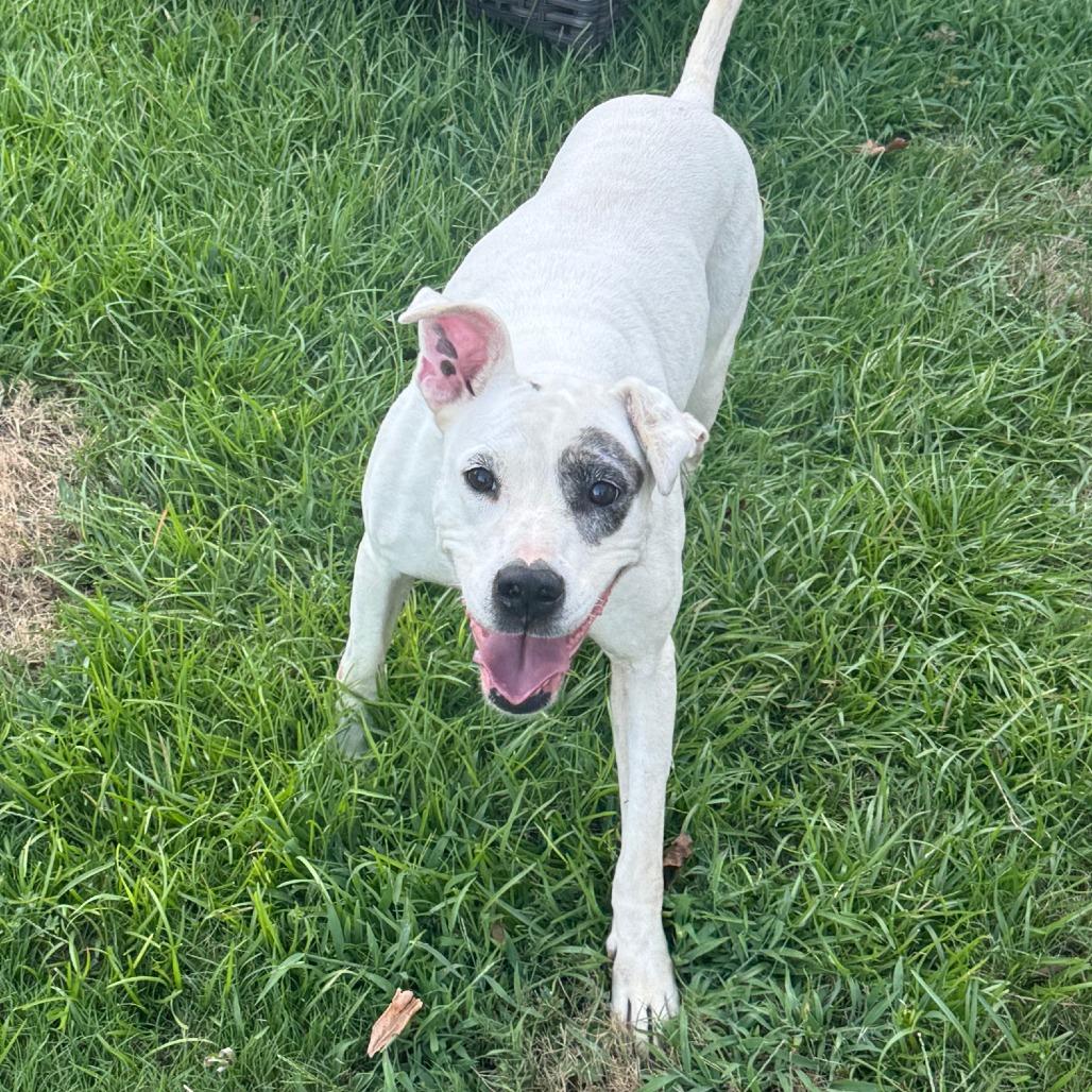 Enlarge Snow, a Adoptable Mixed Breed in Columbus, GA image 2/3