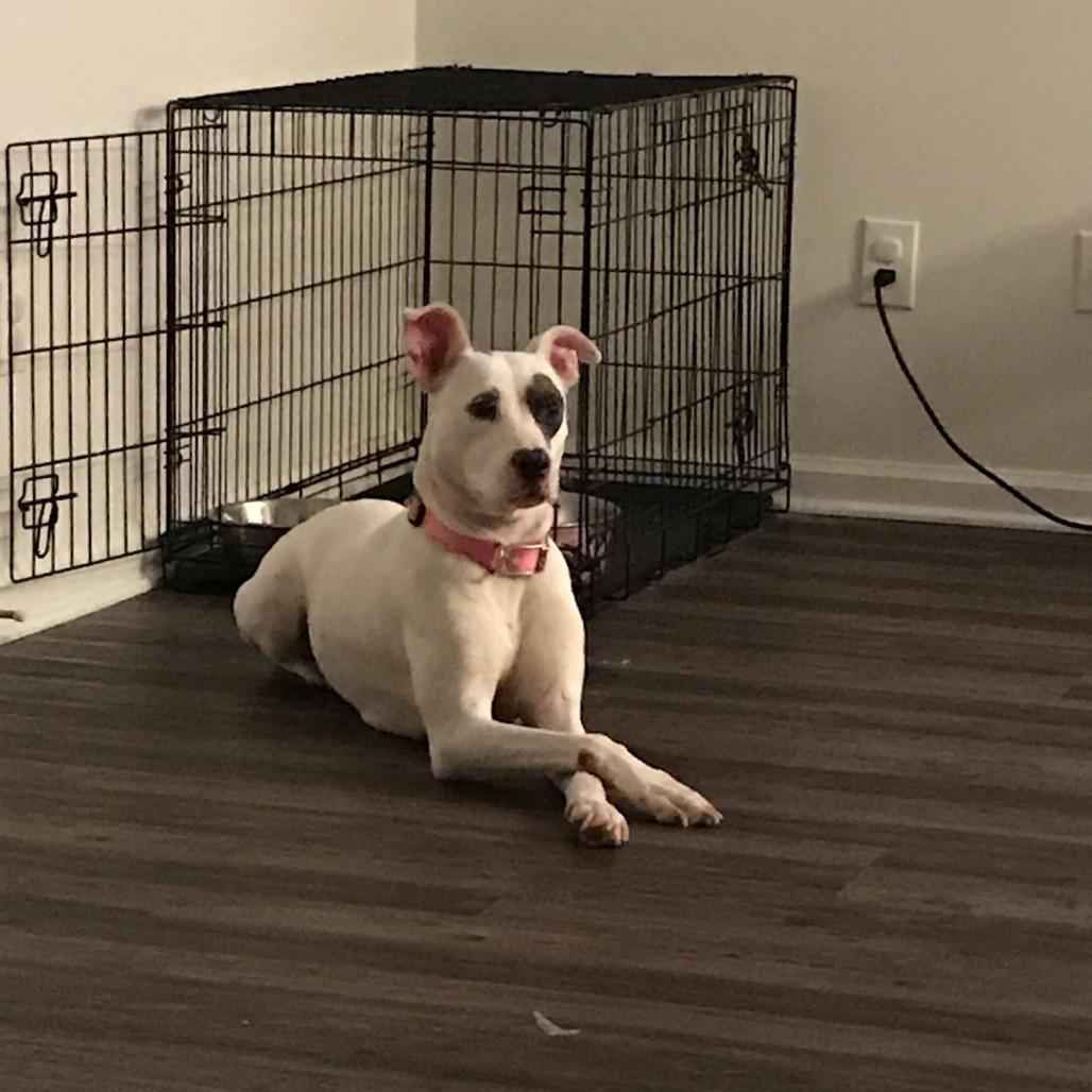 Snow, Adoptable, Senior Female Mixed Breed.