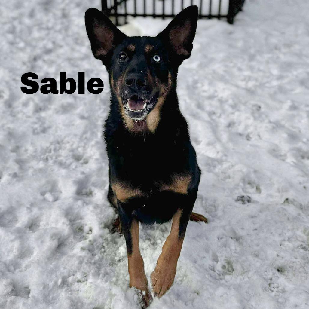 Enlarge Sable 250996, a Adoptable Mixed Breed in Escanaba, MI image 1/2