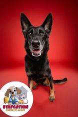 Chella, Adoptable, Adult Female Shepherd & Mixed Breed.