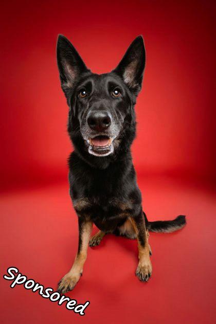 Enlarge Chella, a Adoptable mixed breed in Phoenix, AZ image 2/3