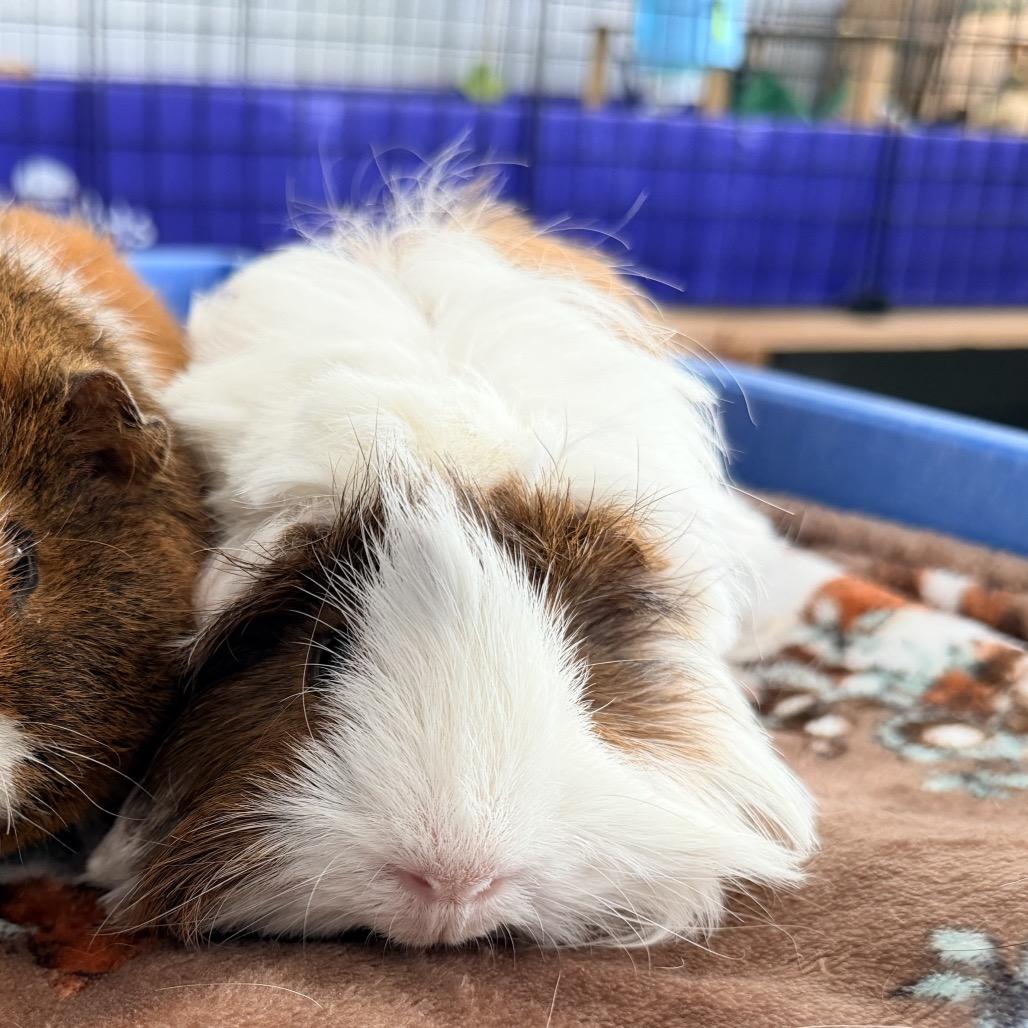 Enlarge Miso, a ADOPTABLE Peruvian in Walnut Grove, CA image 1/1