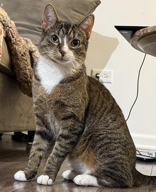 Quail, a Adoptable Tabby in Chicago, IL image 1/6