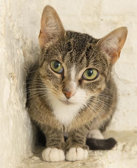 Quail, a Adoptable Tabby in Chicago, IL image 2/6