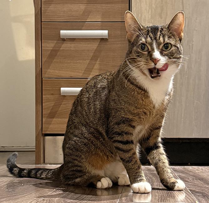 Quail, a Adoptable Tabby in Chicago, IL image 3/6