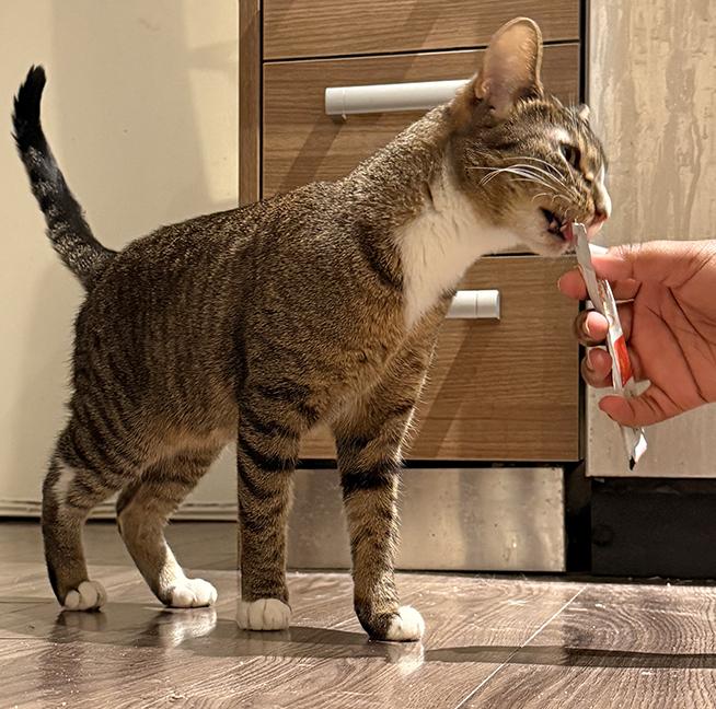 Quail, a Adoptable Tabby in Chicago, IL image 4/6