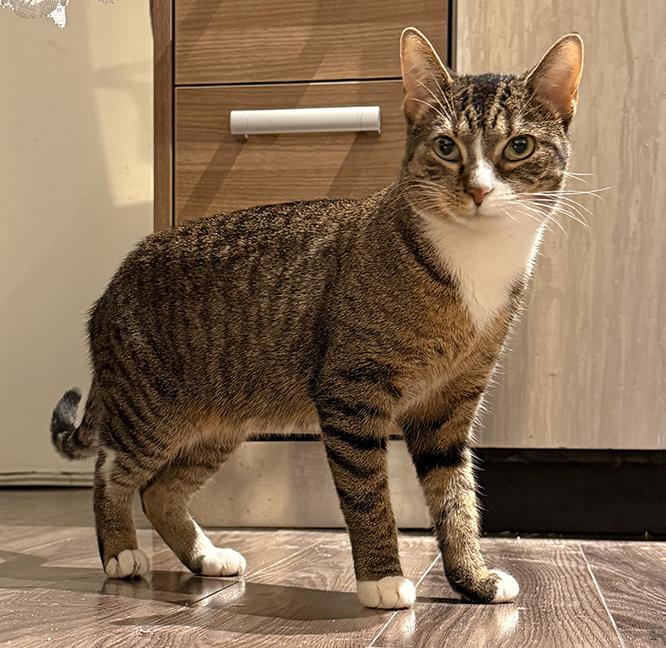 Quail, a Adoptable Tabby in Chicago, IL image 5/6
