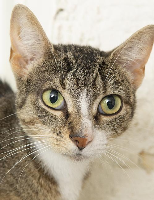 Quail, a Adoptable Tabby in Chicago, IL image 6/6