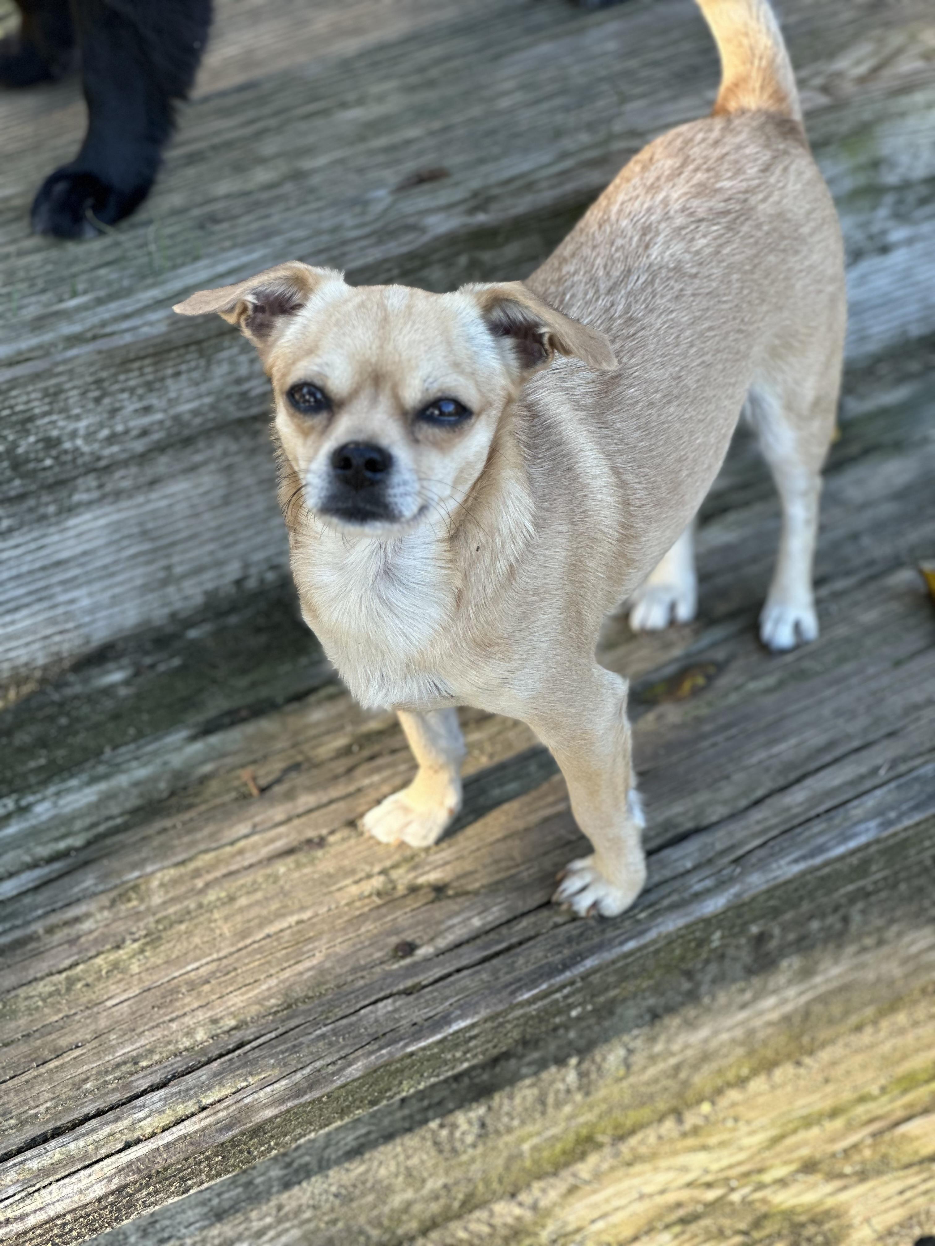 Brandee (D1987), a Adoptable Chihuahua in Hayes, VA image 2/6