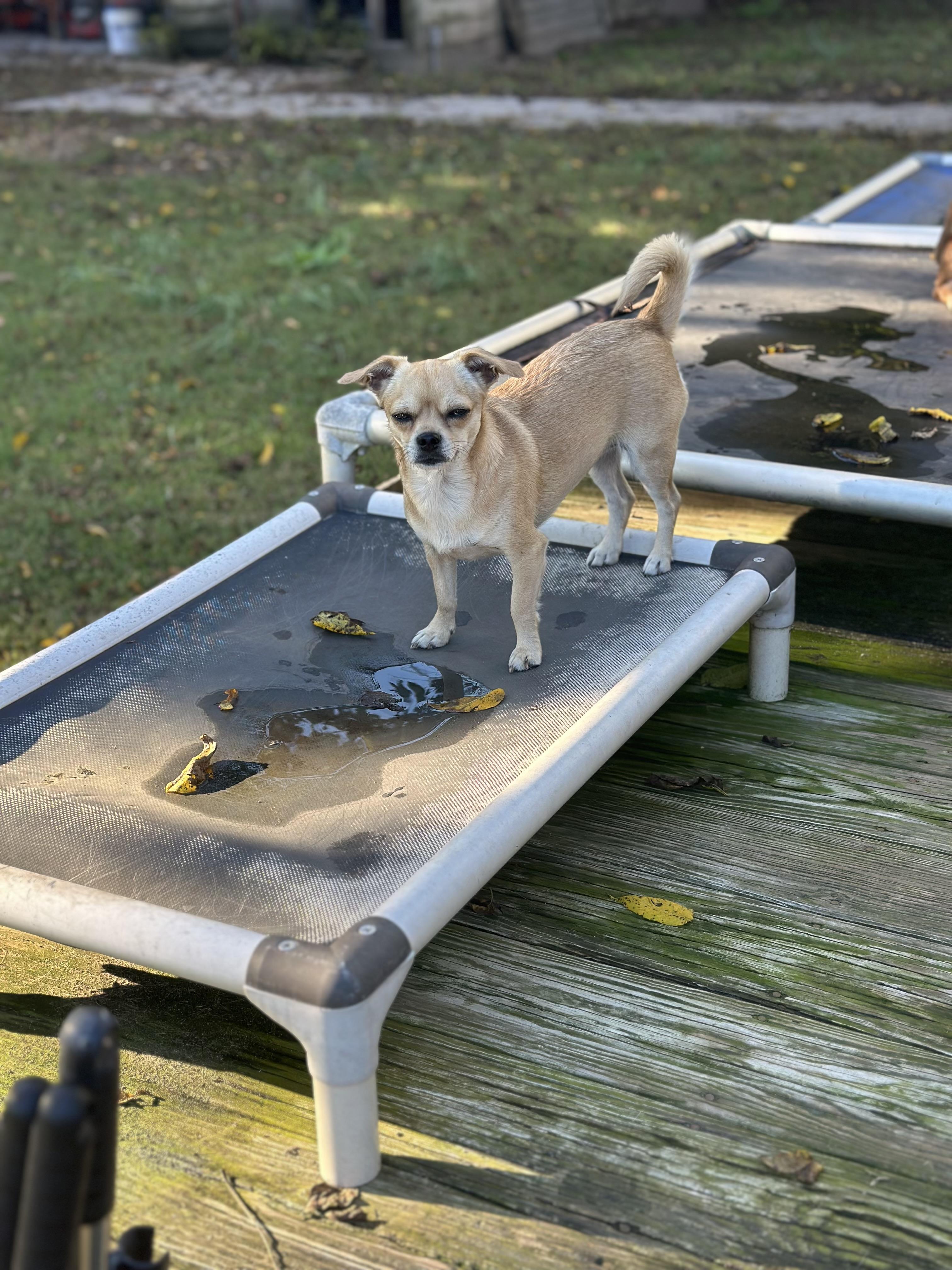 Brandee (D1987), a Adoptable Chihuahua in Hayes, VA image 4/6