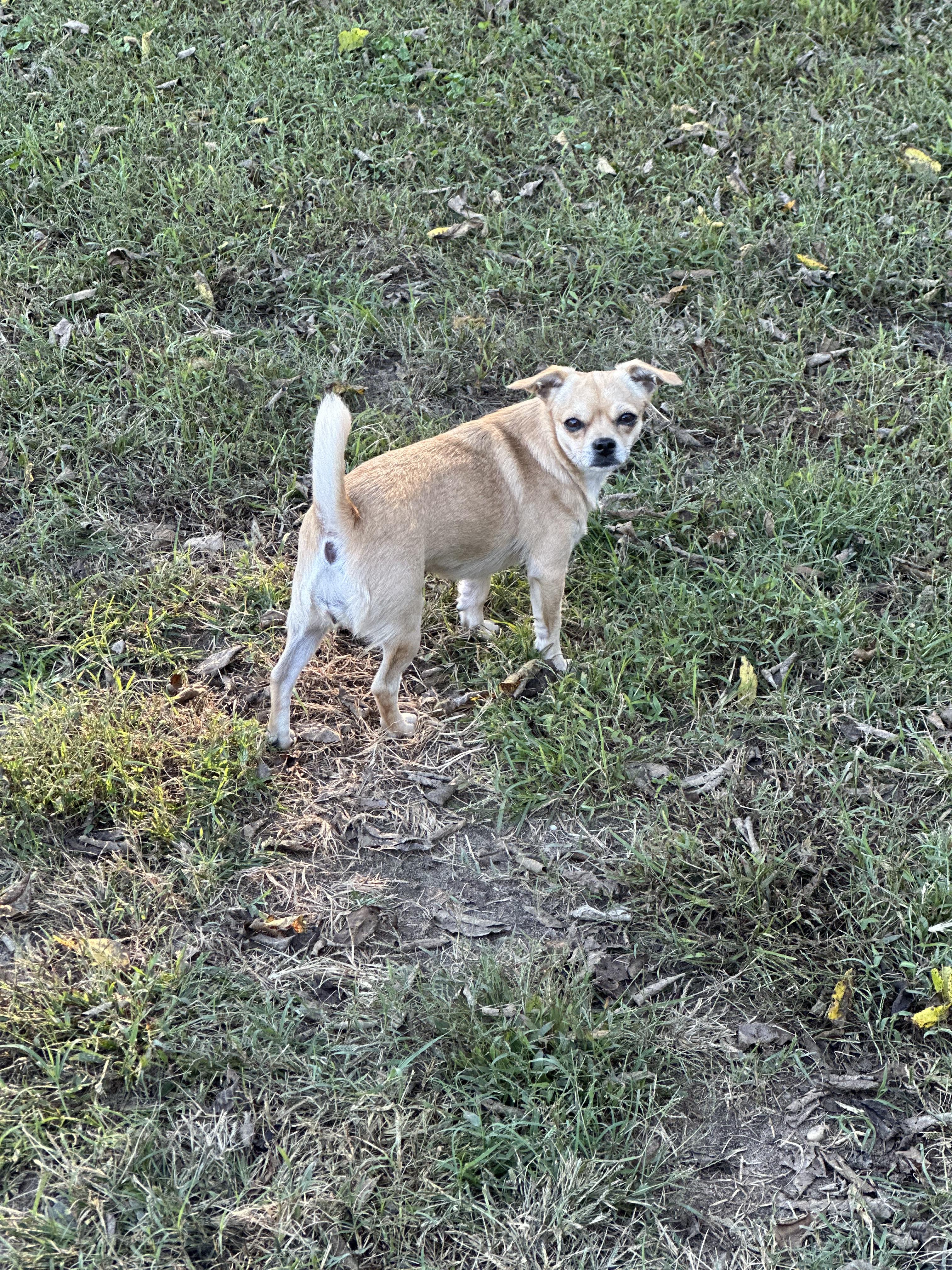 Brandee (D1987), a Adoptable Chihuahua in Hayes, VA image 5/6