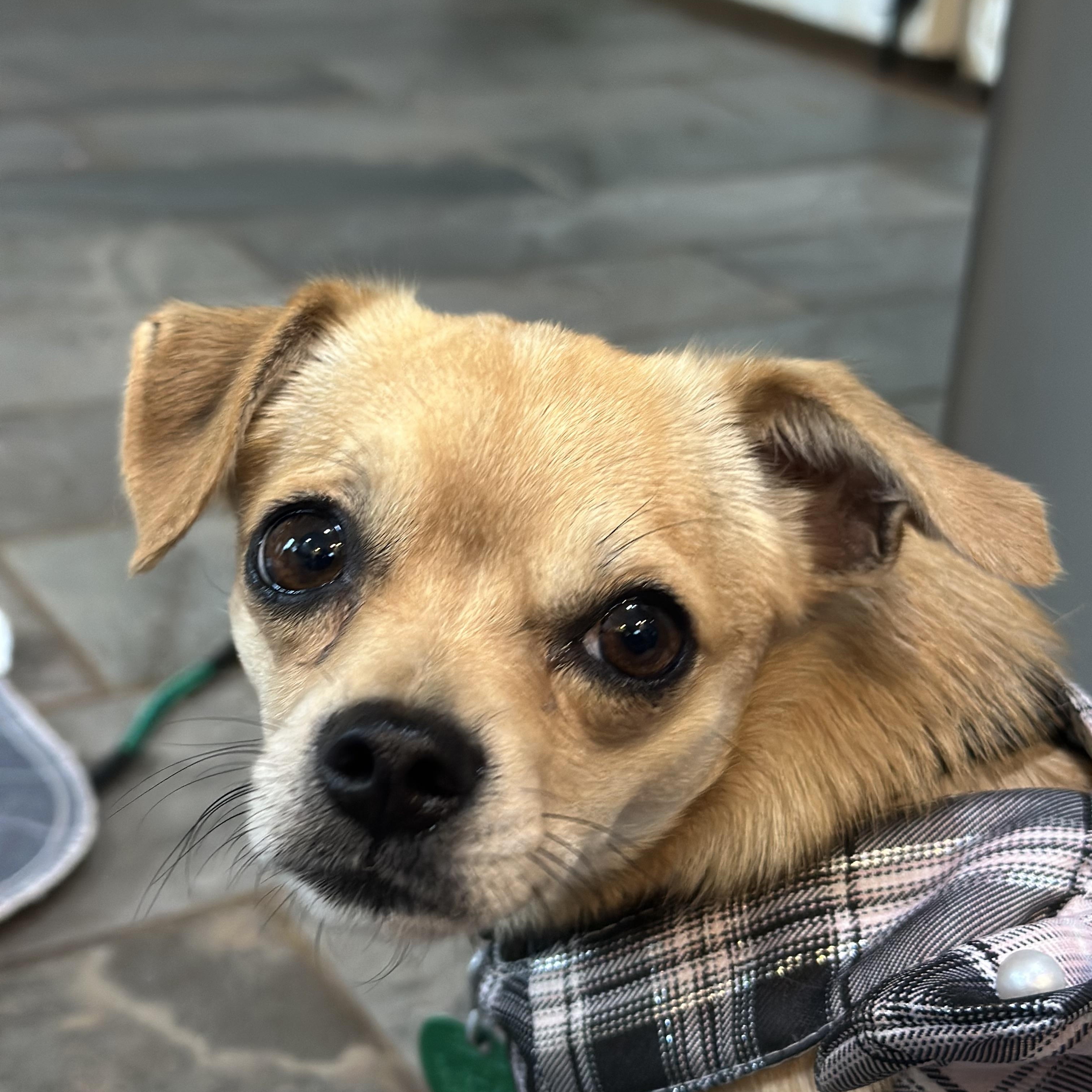 Brandee (D1987), Adoptable, Adult Female Chihuahua.