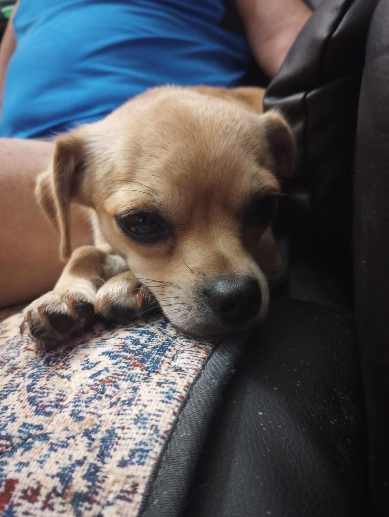 Brandee (D1987), a Adoptable Chihuahua in Hayes, VA image 6/6