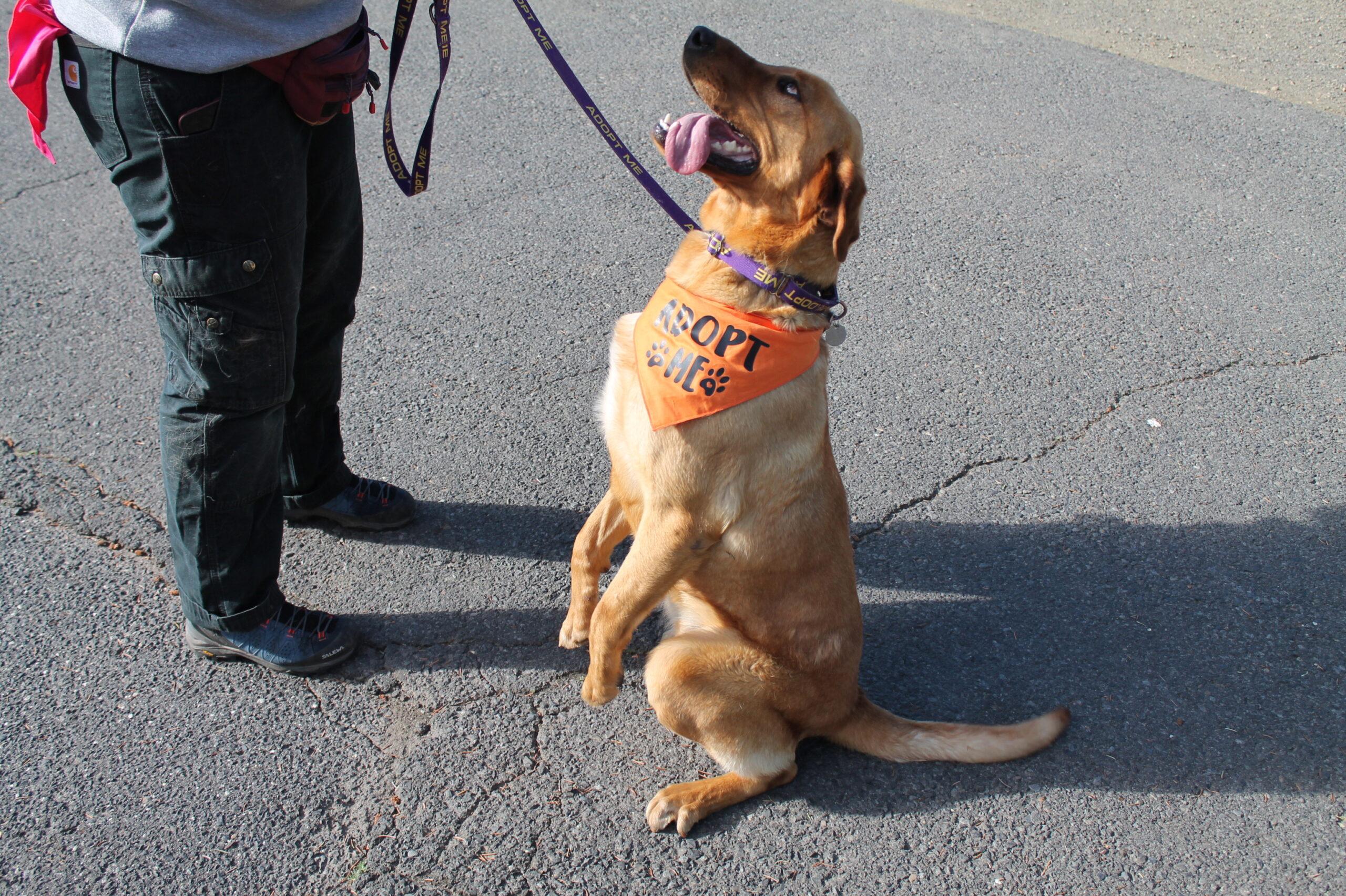 Simba, a ADOPTABLE mixed breed in McCall, ID image 1/3