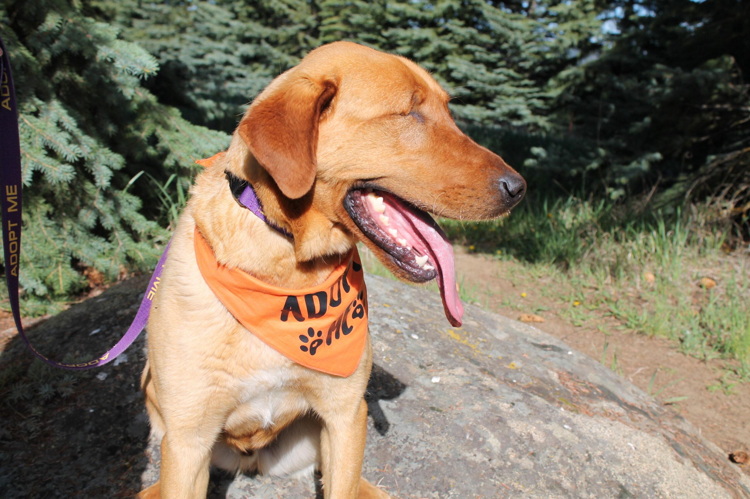 Simba, a ADOPTABLE mixed breed in McCall, ID image 3/3