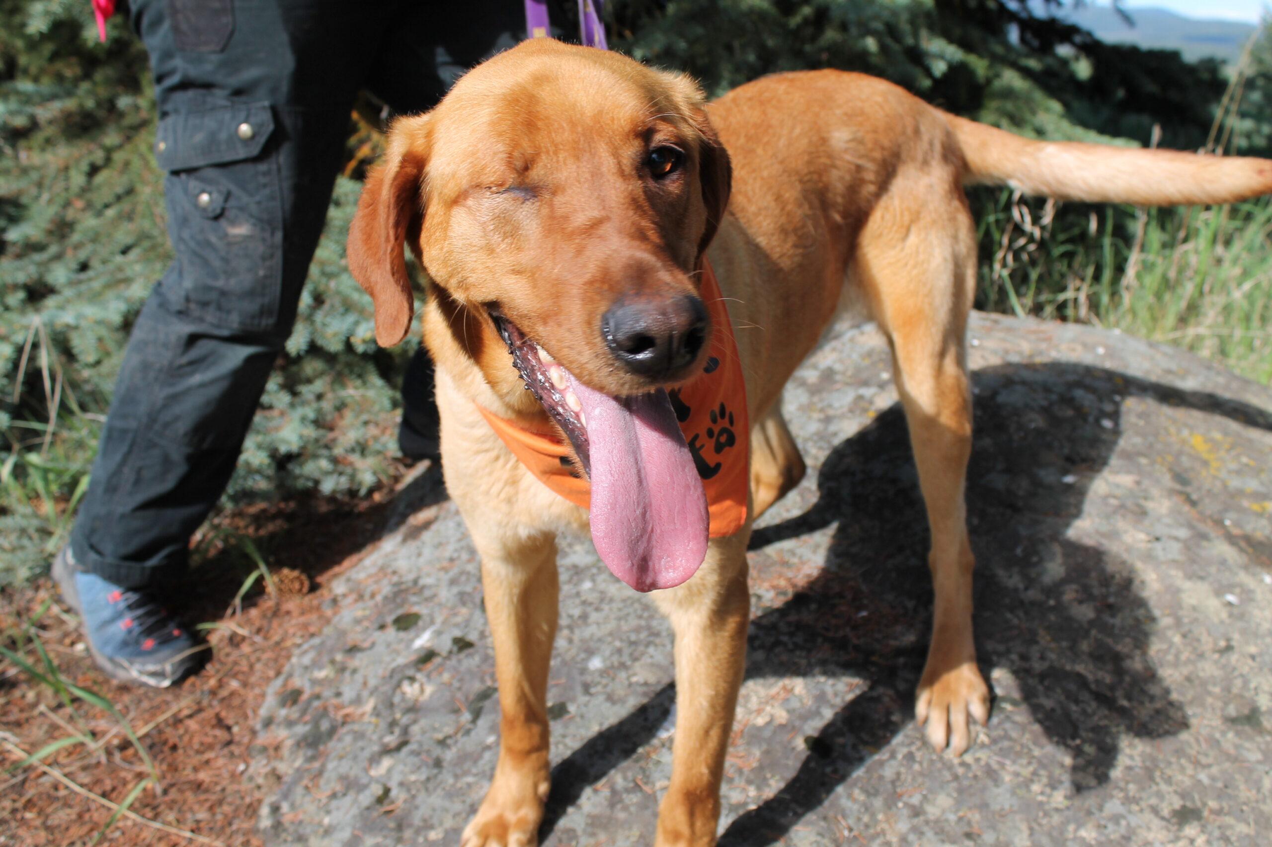 Simba, a ADOPTABLE mixed breed in McCall, ID image 2/3