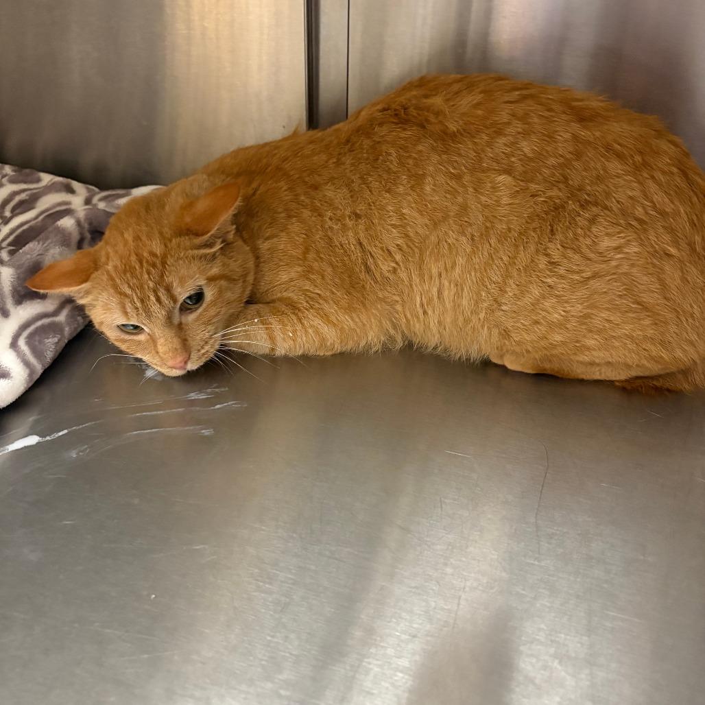 Enlarge Tarsier, a Adoptable Domestic Short Hair in North Myrtle Beach, SC image 1/1