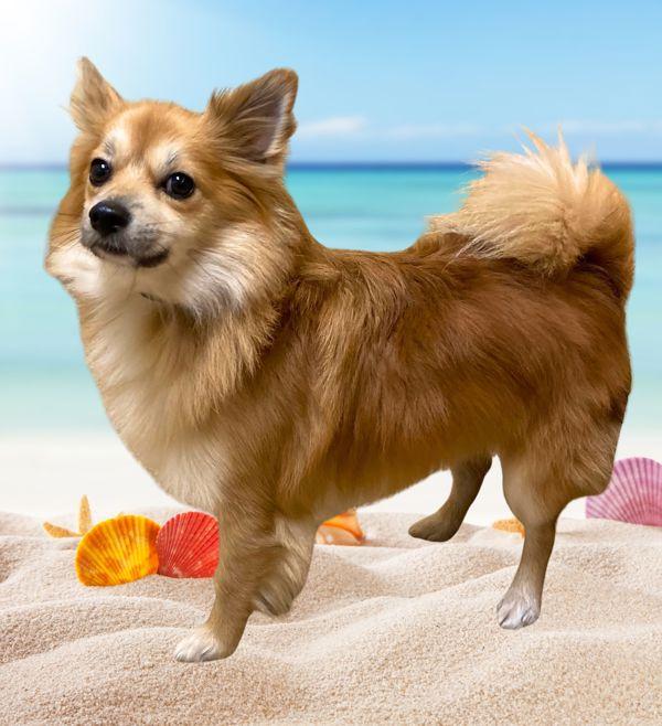 Enlarge Chase, a Adoptable mixed breed in Salem, OR image 1/1