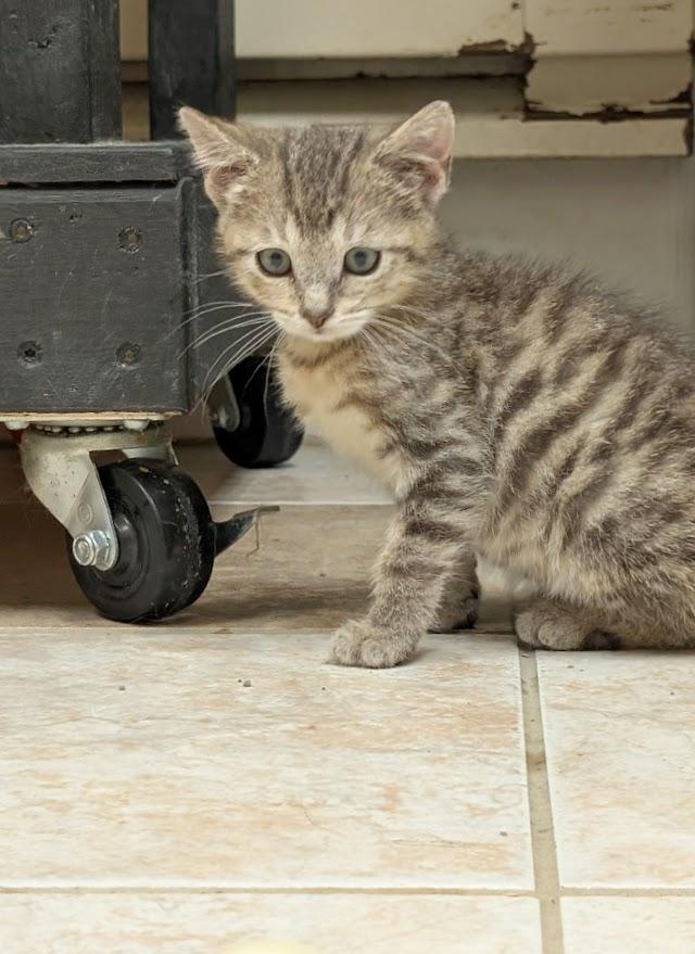 Enlarge Zaire, an adopted American Shorthair in Waupun, WI image 2/2