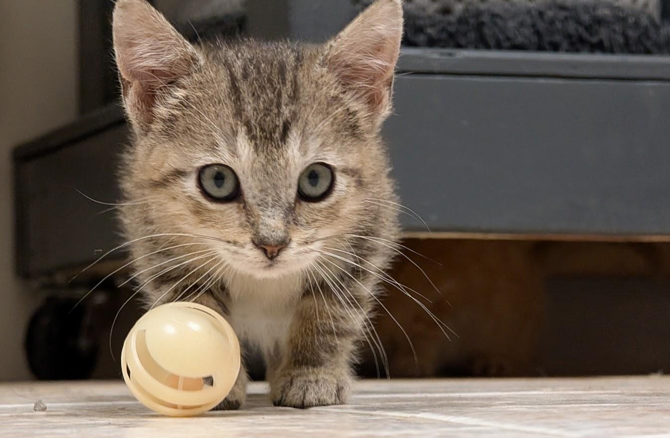 Enlarge Zaire, an adopted American Shorthair in Waupun, WI image 1/2
