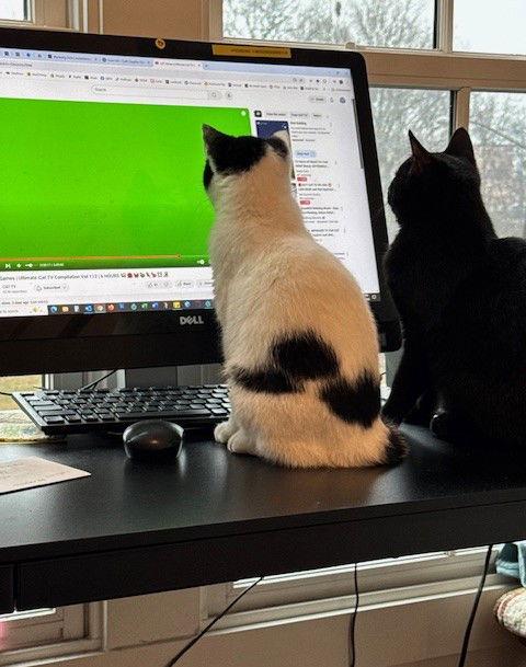 Blanca, a Adoptable Domestic Short Hair in Nashville, TN image 1/3