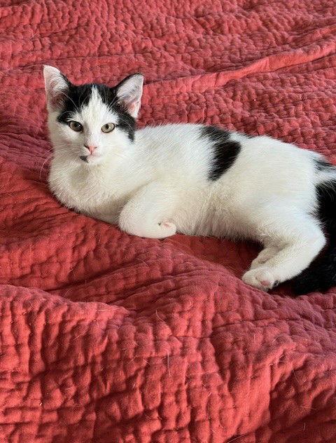 Blanca, a Adoptable Domestic Short Hair in Nashville, TN image 2/3