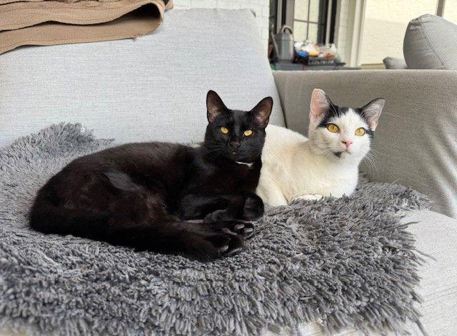 Blanca, a Adoptable Domestic Short Hair in Nashville, TN image 3/3