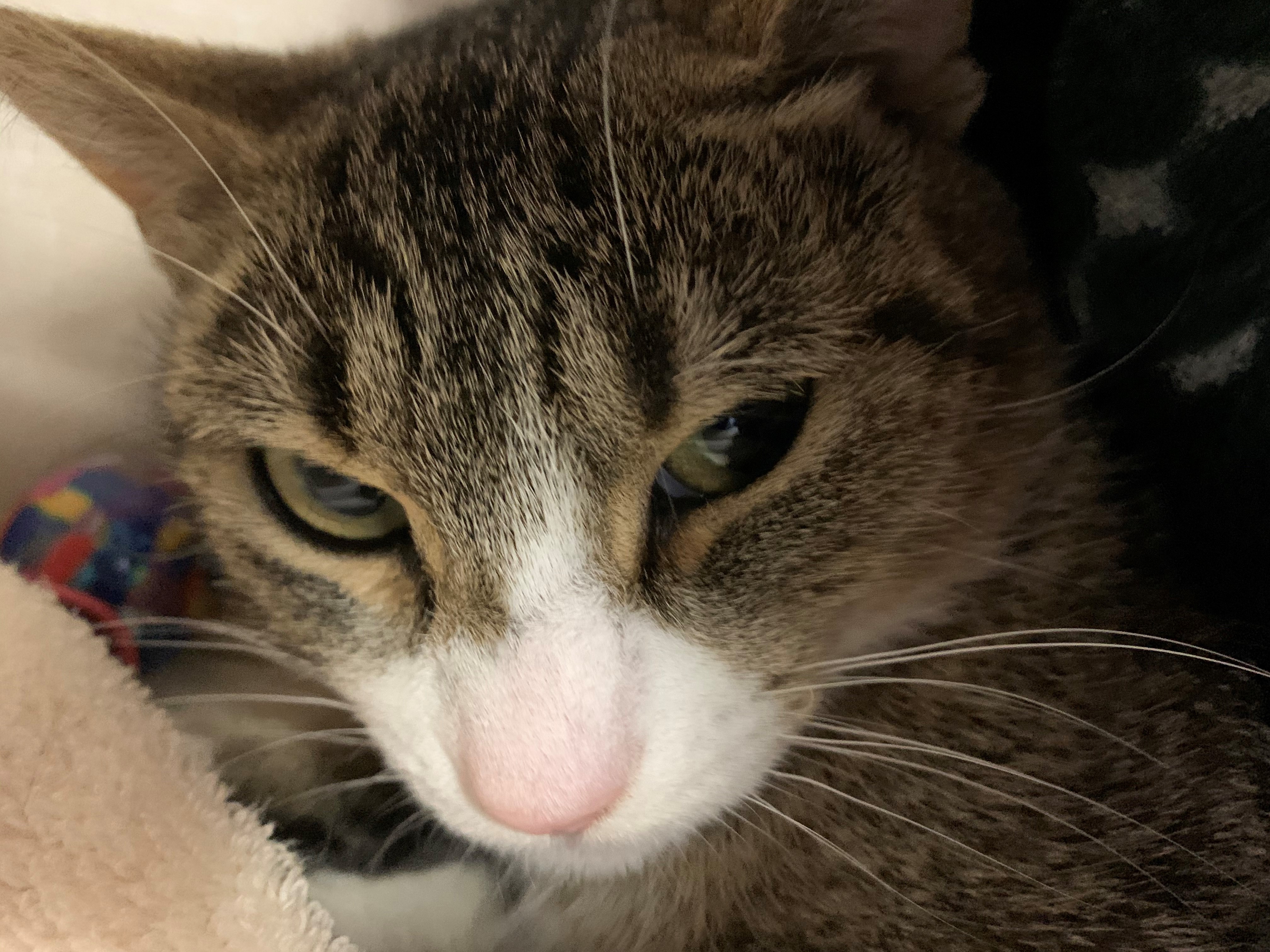 Sonic, Adoptable, Young Female Domestic Short Hair.