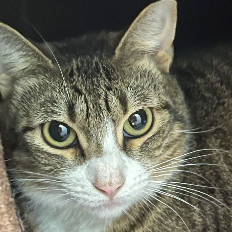 Sonic, a Adoptable mixed breed in Smithtown, NY image 2/8