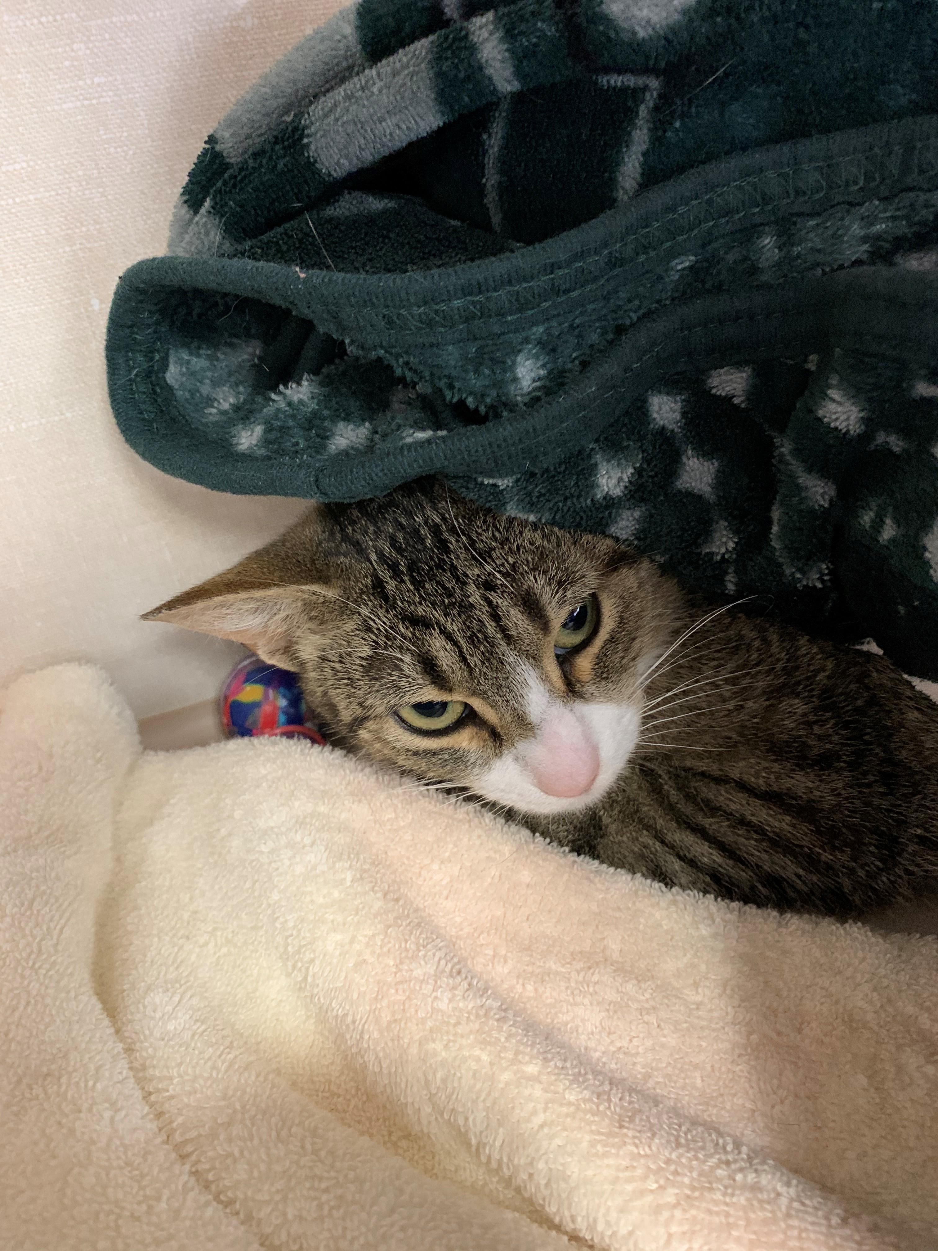 Sonic, a Adoptable mixed breed in Smithtown, NY image 4/8