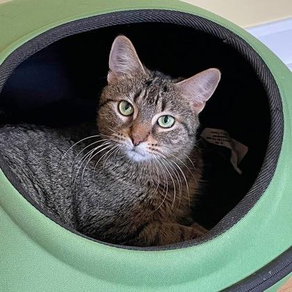 Polly (Bashful Buddy), Adoptable, Adult Female Domestic Short Hair & Domestic Short Hair.