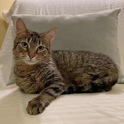 Polly (Bashful Buddy), a Adoptable mixed breed in Wheaton, IL image 3/3