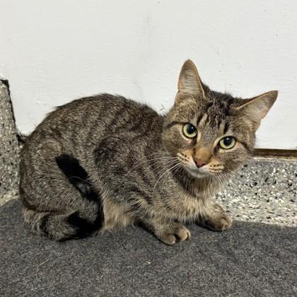 Polly (Bashful Buddy), Adoptable, Adult Female Domestic Short Hair & Domestic Short Hair.