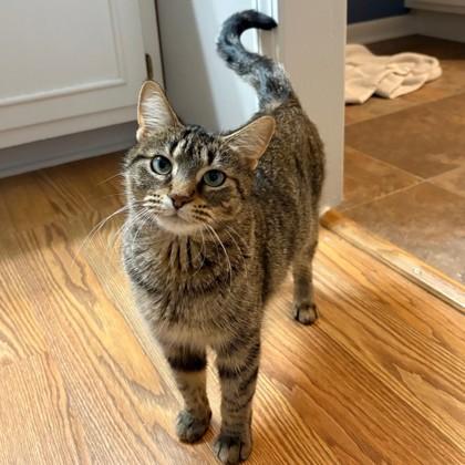 Enlarge Polly (Bashful Buddy), a Adoptable mixed breed in Wheaton, IL image 2/3