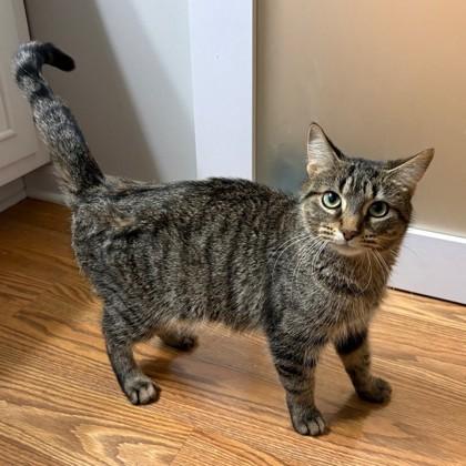 Enlarge Polly (Bashful Buddy), a Adoptable mixed breed in Wheaton, IL image 3/3