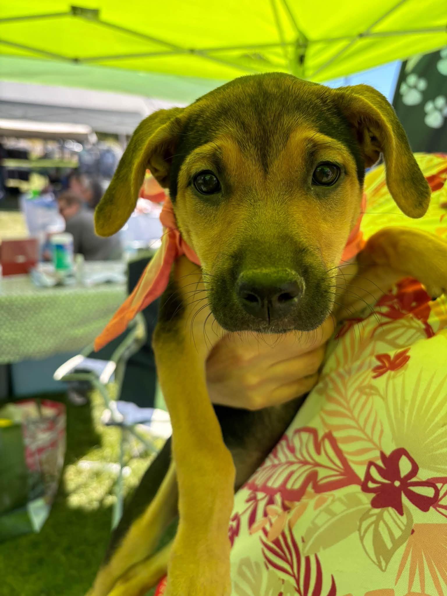 Princess, Adoptable, Puppy Female Mixed Breed.