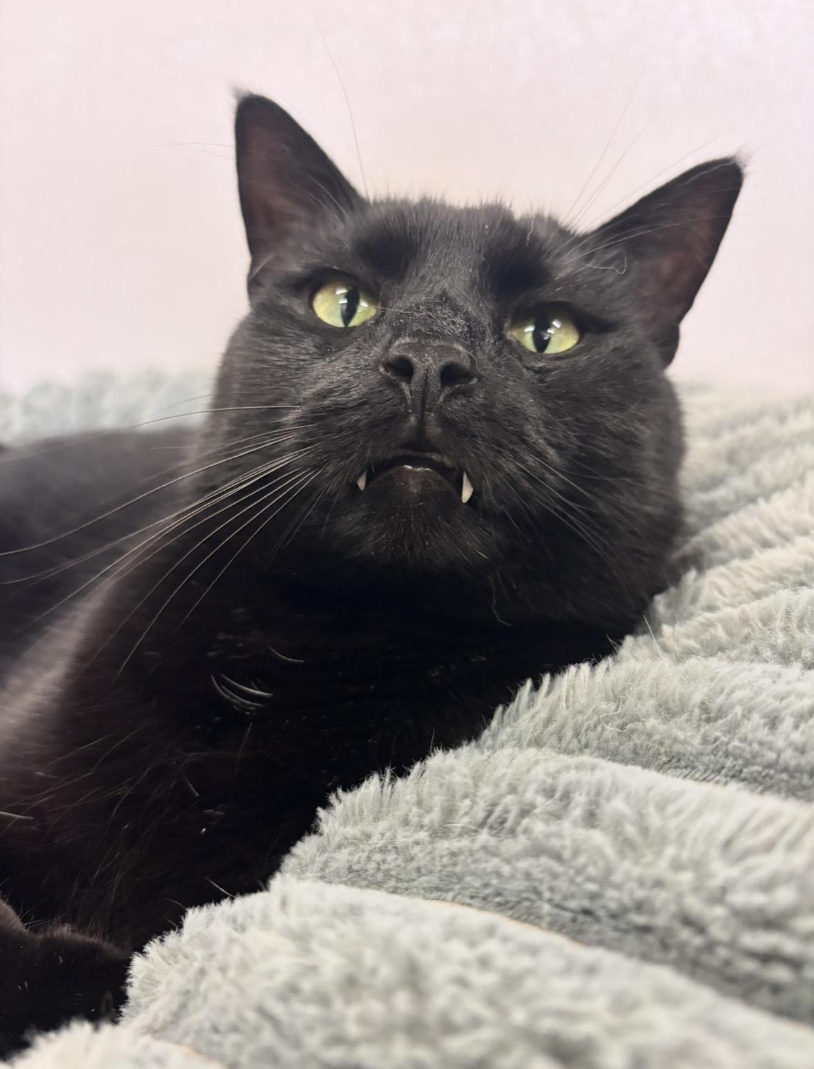 Enlarge Chili, a Adoptable Domestic Short Hair in Salisbury, NC image 1/6