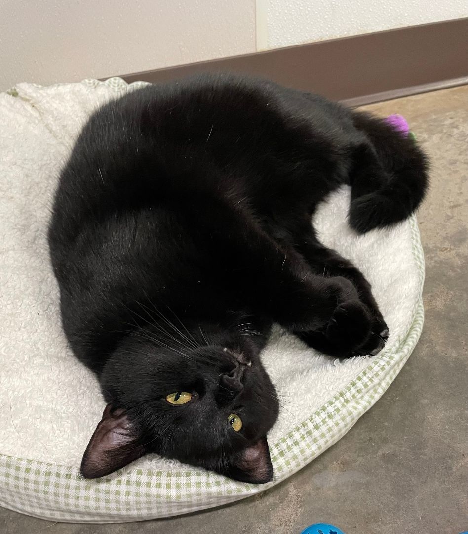 Enlarge Chili, a Adoptable Domestic Short Hair in Salisbury, NC image 2/5