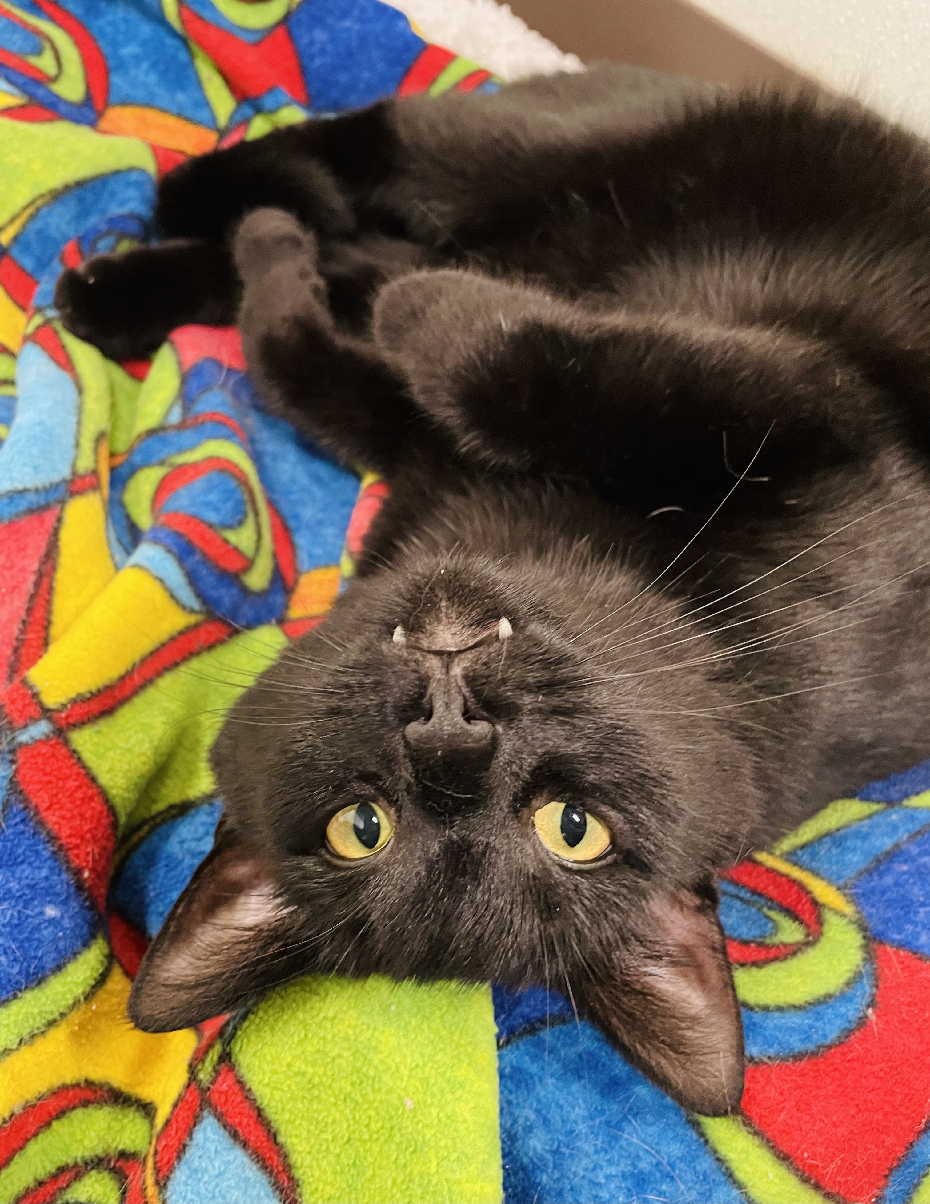 Enlarge Chili, a Adoptable Domestic Short Hair in Salisbury, NC image 1/5