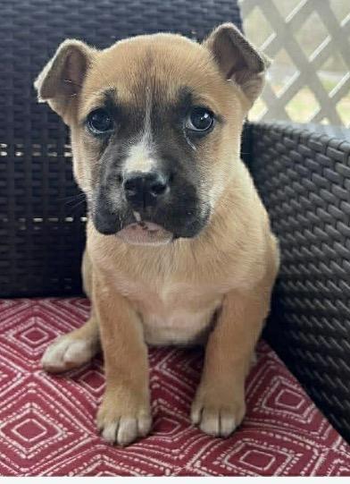 Boston Ivy, ADOPTABLE, Puppy Female Boxer & Retriever.