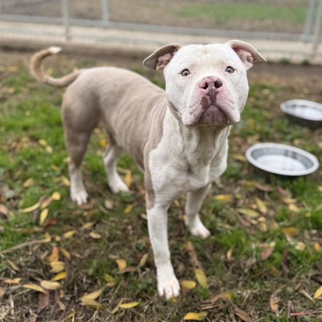 HASHBROWN, Adoptable, Young Male Pit Bull Terrier.