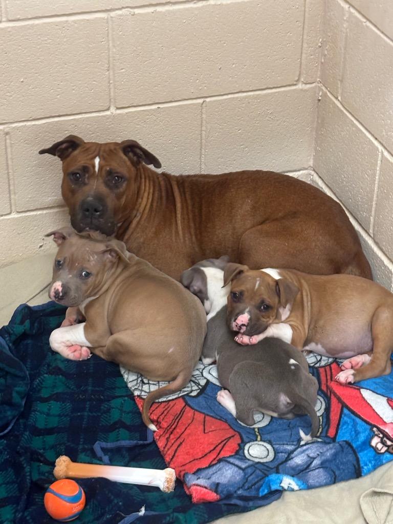 Julienne (Churchill 4)