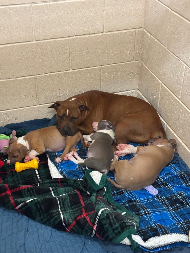 Julienne (Churchill 4) — thumbnail 2