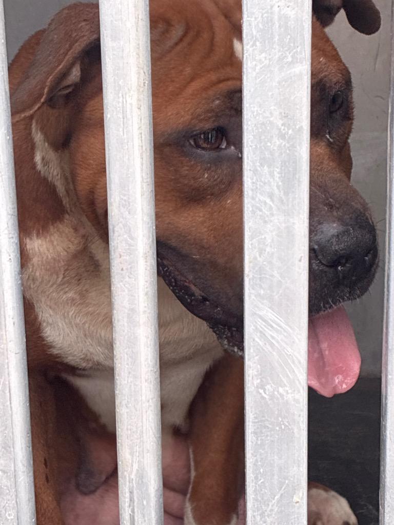 Julienne (Churchill 4) — thumbnail 3