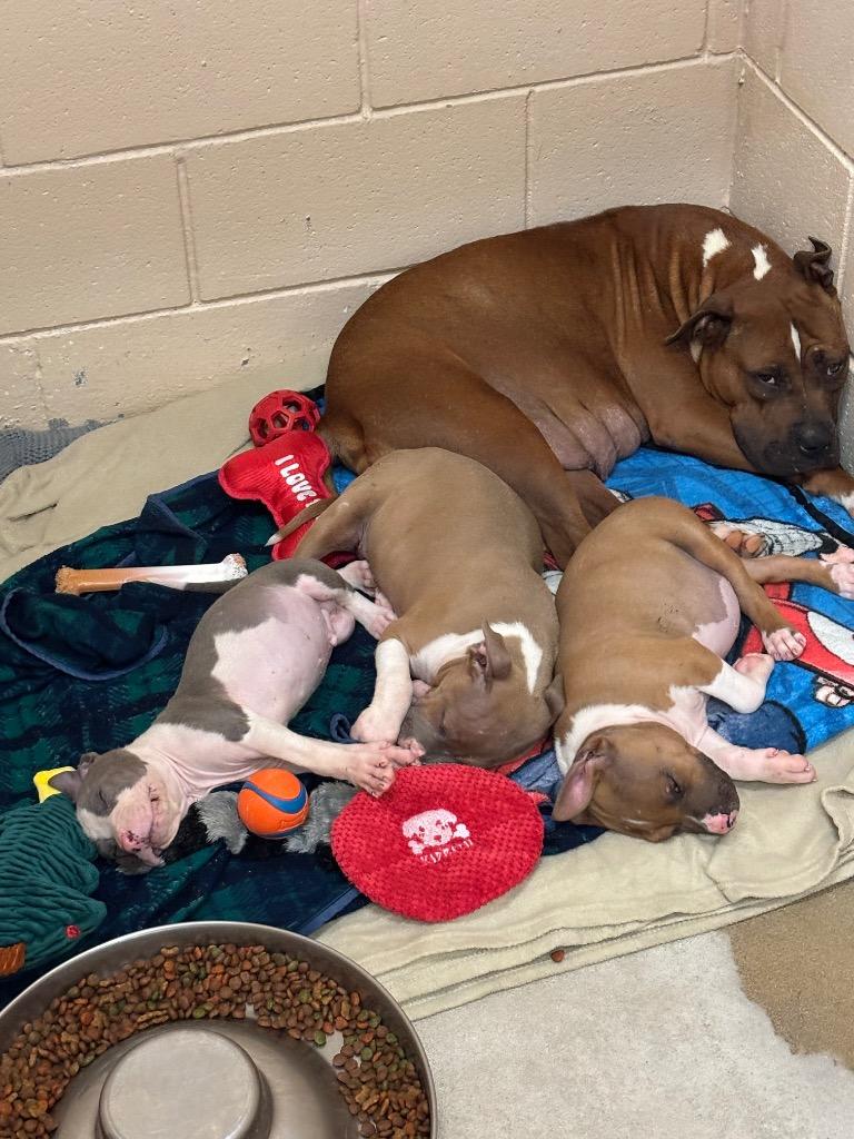 Julienne (Churchill 4) — thumbnail 4