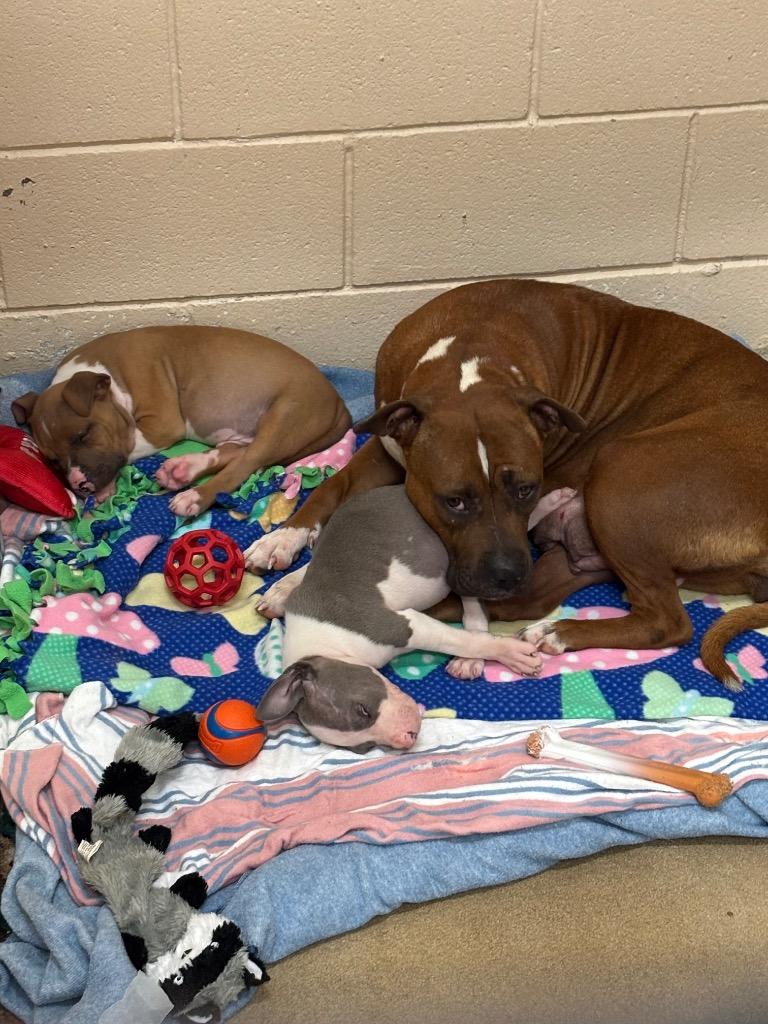 Julienne (Churchill 4) — thumbnail 6