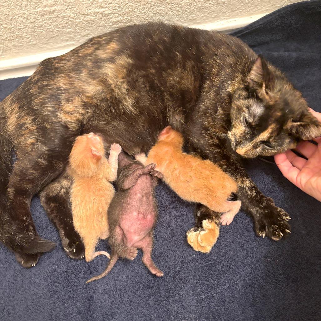 Forklift — thumbnail 2