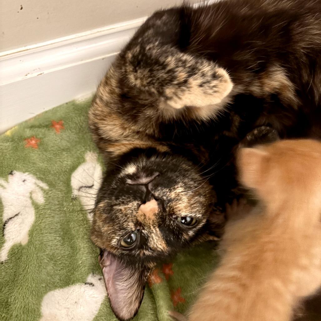 Forklift — thumbnail 3